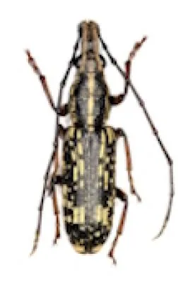 Anthribidae