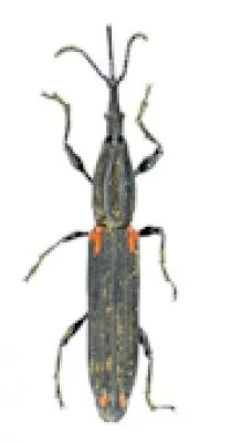 Brentidae