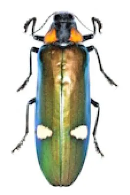 Buprestidae