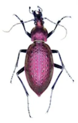 Carabidae