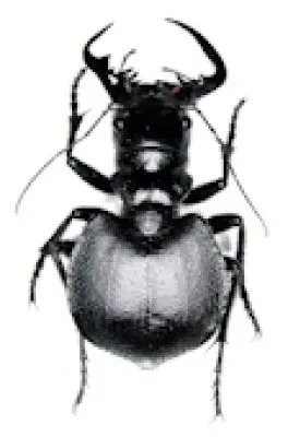 Cicindelidae
