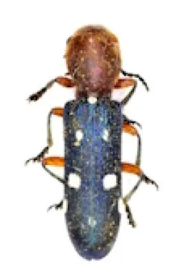 Cleridae