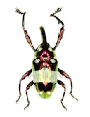 Curculionidae