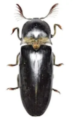 Elateridae