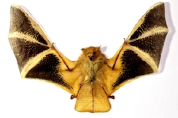 Fledermaus