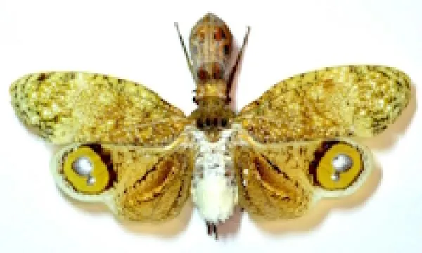 Fulgoridae
