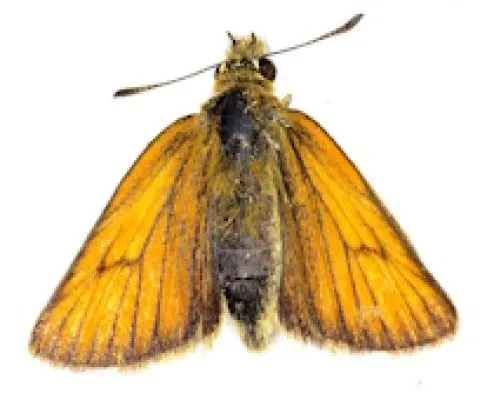 Hesperiidae