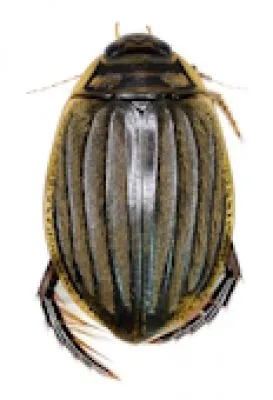 Hydrophilidae