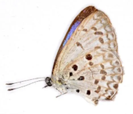 Lycaenidae