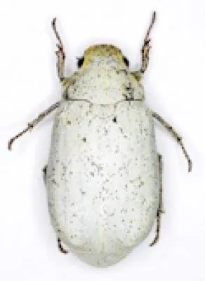 Melolonthidae