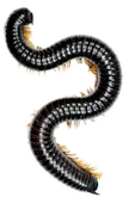 Millipedes