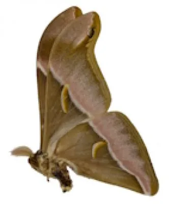 Moths