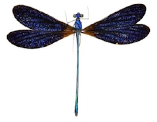 Odonata