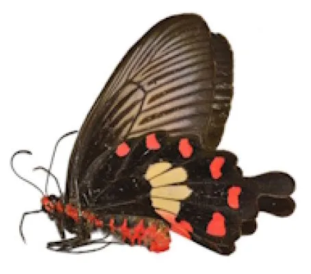 Papilionidae