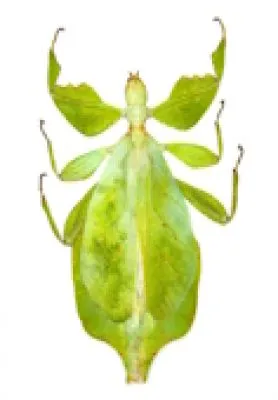 Phyllidae