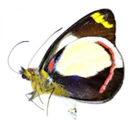 Pieridae