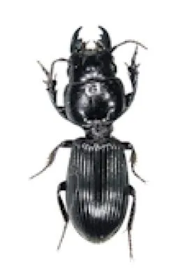 Scaritinae