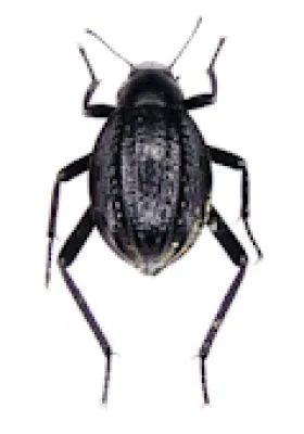 Tenebriodidae