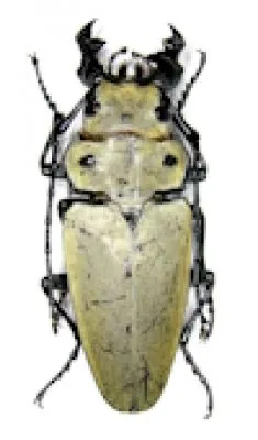 Trictenotomidae
