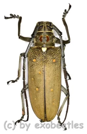 Batocera rufomaculata ( 50 – 54 )