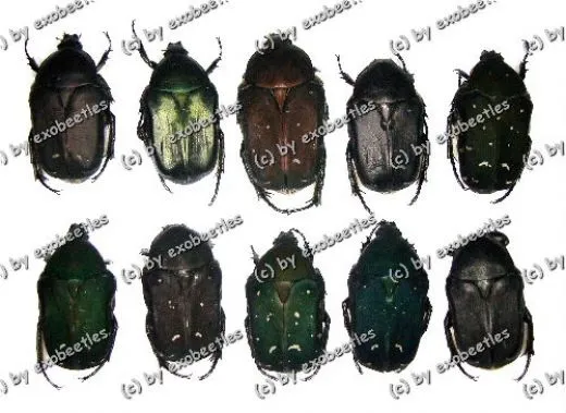 10 Protaetia ( mixed Lot )