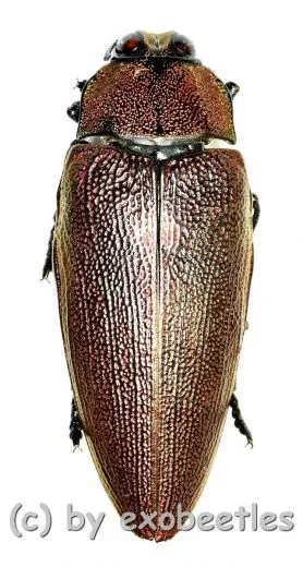 Steraspis speciosa ( rote var. ) ( 30 – 34 )