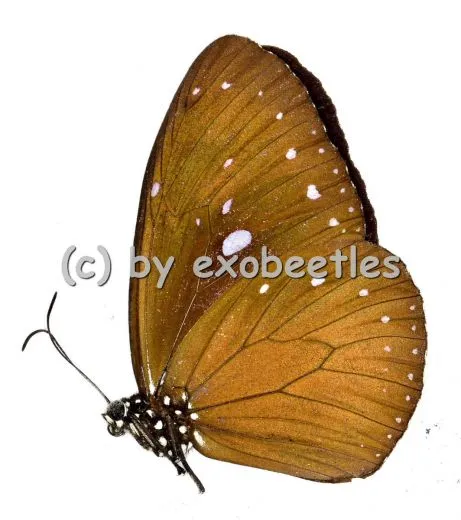 Euploea tulliolus A2