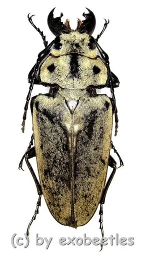 Trictenotoma mouhoti ( 40 – 44 )