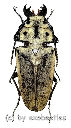 Trictenotoma mouhoti ( 50 – 54 )