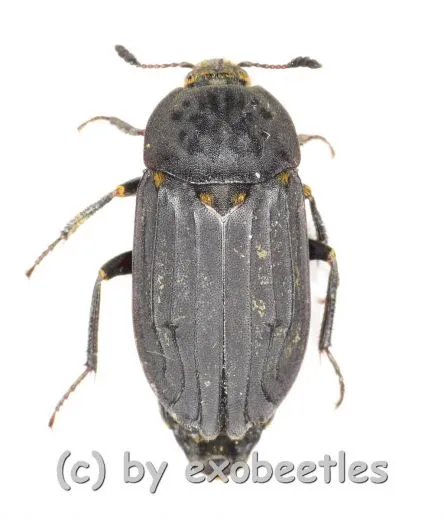 Thanatophilus sinuatus