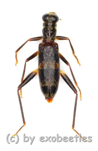 Omadius spec. ( 5 – 14 )