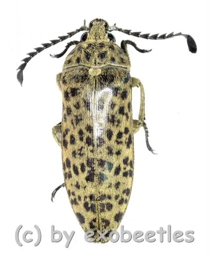 Eulichas ( Eulichas ) pantherina sp. ( 25 – 29 )