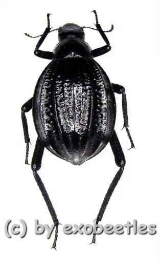 Adesmia dilatata dilatata ( 15 - 19 ) A2