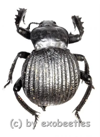 Gonopus spec. ( 20 – 24 ) A2