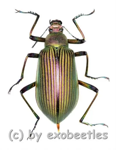 Falsocameria spectabilis ( 25 – 29 )