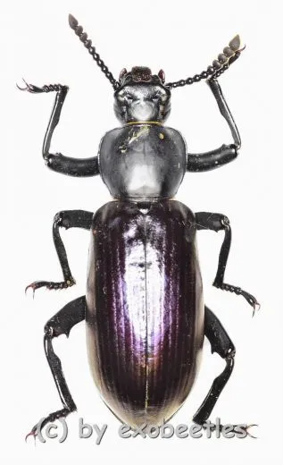 Odontopezus spec. ( 30 – 39 ) A2