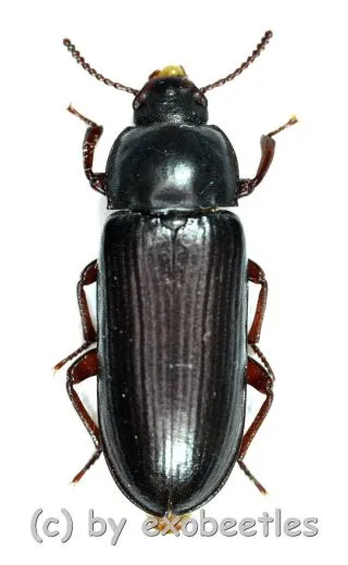 Tenebrio molitor ( 15 – 19 )