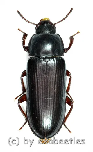 Tenebrio molitor ( 15 – 19 )