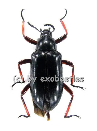 Tenebrionidae spec. #1 ( 20 - 24 )