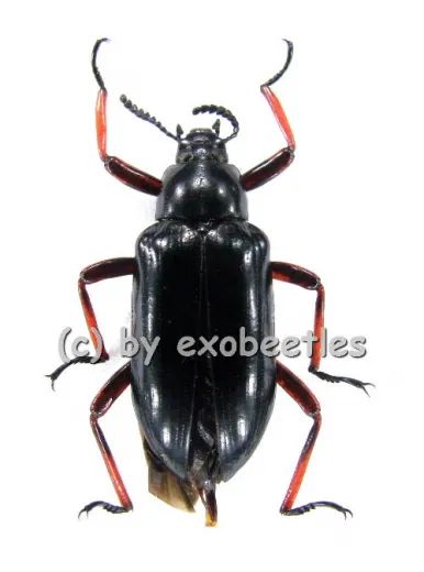 Tenebrionidae spec. #1 ( 20 - 24 )