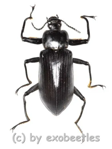 Tenebrionidae spec. #22 ( 35 - 39 )
