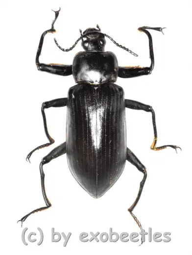 Tenebrionidae spec. #22 ( 35 - 39 )