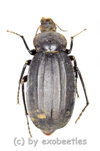 Tenebrionidae spec. #26 ( 25 - 34 ) A2