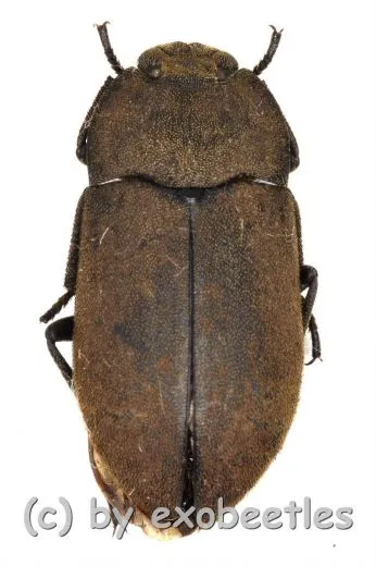 Tenebrionidae spec. #24 ( 10 - 14 )