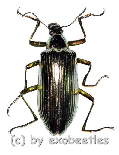 Tenebrionidae spec. #30 ( 25 – 29 )