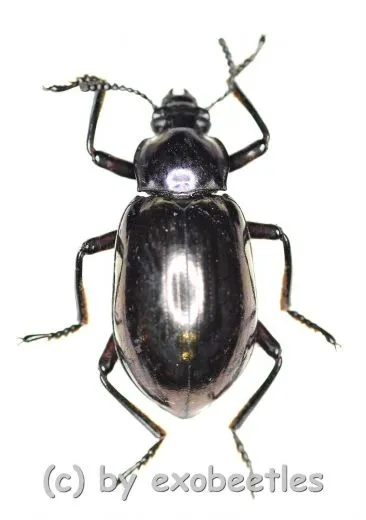 Tenebrionidae spec. #28 ( 15 - 19 )