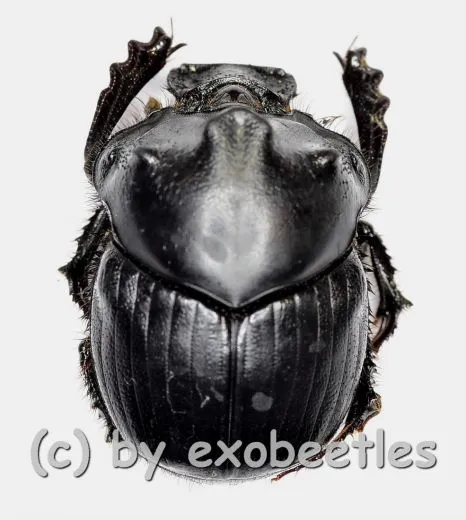Diastellopalpus nigerrimus ( 15 – 19 )
