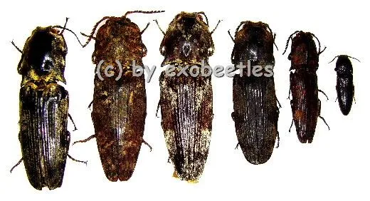 6 x Elateridae ( 10 – 14 )