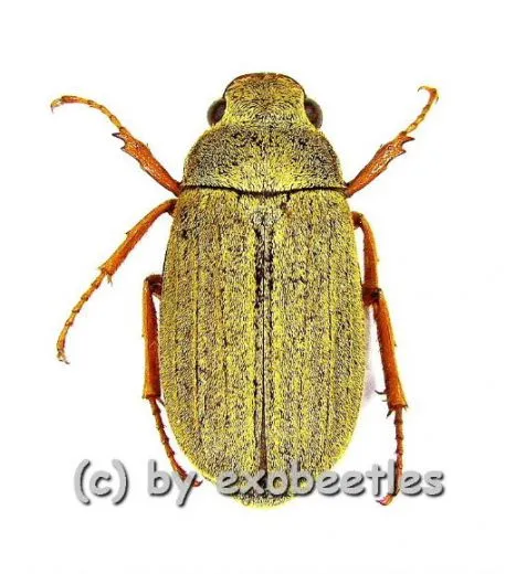 Cyphochilus spec. #2 ( 20 - 24 )