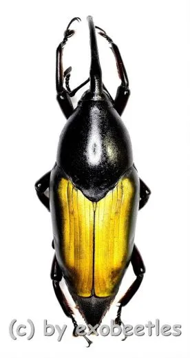 Paratasis elegans ( 35 – 39 )